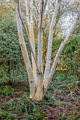 WOLLERTON OLD HALL, SHROPSHIRE: NOVEMBER, FROST, WINTER: BARK, TRUNK OF BIRCH, BETULA, THE ORCHARD GARDEN
