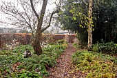 WOLLERTON OLD HALL, SHROPSHIRE: NOVEMBER, FROST, WINTER, THE SHADE GARDEN, PATHS, LUNARIA ANNUA