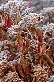 WOLLERTON OLD HALL, SHROPSHIRE: NOVEMBER, FROST, WINTER, FROSTED LEAVES, FOLIAGE, FLOWERS OF HYDRANGEA MACROPHYLLA AYESHA, SHRUBS