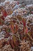 WOLLERTON OLD HALL, SHROPSHIRE: NOVEMBER, FROST, WINTER, FROSTED LEAVES, FOLIAGE, FLOWERS OF HYDRANGEA MACROPHYLLA AYESHA, SHRUBS