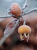 WOLLERTON OLD HALL, SHROPSHIRE: NOVEMBER, FROST, WINTER, FROSTED FRUITS OF MEDLAR, MESPILUS GERMANICA NOTTINGHAM, DECIDUOUS, TREES