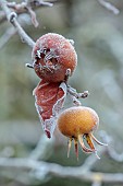 WOLLERTON OLD HALL, SHROPSHIRE: NOVEMBER, FROST, WINTER, FROSTED FRUITS OF MEDLAR, MESPILUS GERMANICA NOTTINGHAM, DECIDUOUS, TREES