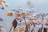 WOLLERTON OLD HALL, SHROPSHIRE: NOVEMBER, FROST, WINTER, FOSTED SEED HEADS, FLOWERS OF HYDRANGEA
