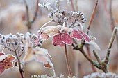 WOLLERTON OLD HALL, SHROPSHIRE: NOVEMBER, FROST, WINTER, FOSTED SEED HEADS, FLOWERS OF HYDRANGEA MACROPHYLLA LANARTH WHITE, SHRUBS