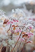WOLLERTON OLD HALL, SHROPSHIRE: NOVEMBER, FROST, WINTER, FOSTED SEED HEADS, FLOWERS OF HYDRANGEA MACROPHYLLA LANARTH WHITE, SHRUBS