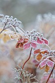WOLLERTON OLD HALL, SHROPSHIRE: NOVEMBER, FROST, WINTER, FOSTED SEED HEADS, FLOWERS OF HYDRANGEA MACROPHYLLA LANARTH WHITE, SHRUBS