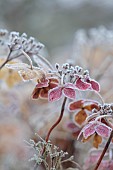 WOLLERTON OLD HALL, SHROPSHIRE: NOVEMBER, FROST, WINTER, FOSTED SEED HEADS, FLOWERS OF HYDRANGEA MACROPHYLLA LANARTH WHITE, SHRUBS
