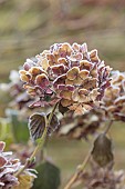 WOLLERTON OLD HALL, SHROPSHIRE: NOVEMBER, FROST, WINTER, FOSTED SEED HEADS, FLOWERS OF HYDRANGEA  MACROPHYLLA WESTFALEN, SHRUBS