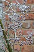 WOLLERTON OLD HALL, SHROPSHIRE: NOVEMBER, FROST, WINTER, FOSTED SEED HEADS, FLOWERS OF ERYNGIUM PANDANIFOLIUM, PERENNIALS