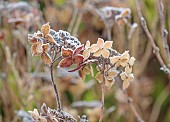 WOLLERTON OLD HALL, SHROPSHIRE: NOVEMBER, FROST, WINTER, FOSTED SEED HEADS, FLOWERS OF HYDRANGEA SERRATA GREYSWOOD, SHRUBS