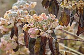 WOLLERTON OLD HALL, SHROPSHIRE: NOVEMBER, FROST, WINTER, FOSTED SEED HEADS, FLOWERS OF HYDRANGEA MACROPHYLLA LIBELLE, SHRUBS