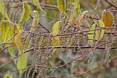 WOLLERTON OLD HALL, SHROPSHIRE: NOVEMBER, FROST, WINTER, FOSTED FLOWERS OF STACHYURUS CHINENSIS, SHRUBS,DECIDUOUS
