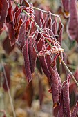 WOLLERTON OLD HALL, SHROPSHIRE: NOVEMBER, FROST, WINTER, FRUITS, SEED HEADS, FLOWER HEADS, FOLIAGE, LEAVES OF EUONYMUS HAMILTONIANUS CORAL CHIEF, DECIDUOUS, SHRUBS