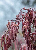 WOLLERTON OLD HALL, SHROPSHIRE: NOVEMBER, FROST, WINTER, FRUITS, SEED HEADS, FLOWER HEADS, FOLIAGE, LEAVES OF EUONYMUS HAMILTONIANUS CORAL CHIEF, DECIDUOUS, SHRUBS