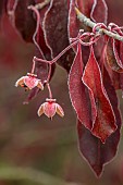 WOLLERTON OLD HALL, SHROPSHIRE: NOVEMBER, FROST, WINTER, FRUITS, SEED HEADS, FLOWER HEADS, FOLIAGE, LEAVES OF EUONYMUS HAMILTONIANUS CORAL CHIEF, DECIDUOUS, SHRUBS