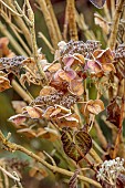 WOLLERTON OLD HALL, SHROPSHIRE: NOVEMBER, FROST, WINTER, FOSTED SEED HEADS, FLOWERS OF HYDRANGEA MACROPHYLLA TAUBE, SHRUBS