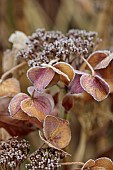 WOLLERTON OLD HALL, SHROPSHIRE: NOVEMBER, FROST, WINTER, FOSTED SEED HEADS, FLOWERS OF HYDRANGEA MACROPHYLLA TAUBE, SHRUBS