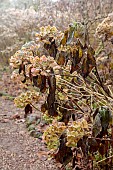 WOLLERTON OLD HALL, SHROPSHIRE: NOVEMBER, FROST, WINTER, FOSTED SEED HEADS, FLOWERS OF HYDRANGEA MACROPHYLLA TAUBE, SHRUBS