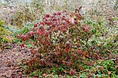 WOLLERTON OLD HALL, SHROPSHIRE: NOVEMBER, FROST, WINTER, RED LEAVES, FOLIAGE OF AZALEA MARY POPPINS, SHRUBS