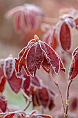 WOLLERTON OLD HALL, SHROPSHIRE: NOVEMBER, FROST, WINTER, RED LEAVES, FOLIAGE OF AZALEA MARY POPPINS, SHRUBS