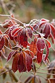 WOLLERTON OLD HALL, SHROPSHIRE: NOVEMBER, FROST, WINTER, RED LEAVES, FOLIAGE OF AZALEA MARY POPPINS, SHRUBS