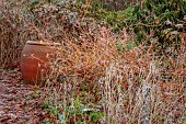 WOLLERTON OLD HALL, SHROPSHIRE: NOVEMBER, FROST, WINTER, ORANGE STEMS, BRANCHES OF CORNUS MIDWINTER FIRE, DOGWOODS