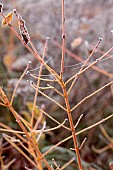WOLLERTON OLD HALL, SHROPSHIRE: NOVEMBER, FROST, WINTER, ORANGE STEMS, BRANCHES OF CORNUS MIDWINTER FIRE, DOGWOODS