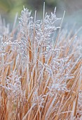 WOLLERTON OLD HALL, SHROPSHIRE: NOVEMBER, FROST, WINTER, FOLIAGE, LEAVES OF GRASSES, CALAMAGROSTIS BRACHYTRICHA