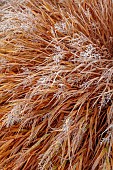 WOLLERTON OLD HALL, SHROPSHIRE: NOVEMBER, FROST, WINTER, FOLIAGE, LEAVES OF GRASSES, CALAMAGROSTIS BRACHYTRICHA