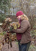 WOLLERTON OLD HALL, SHROPSHIRE: NOVEMBER, FROST, WINTER, HEAD GARDENER CLAIRE TATLER PICKING HYDRANGEA HEADS FOR WREATH MAKING