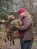 WOLLERTON OLD HALL, SHROPSHIRE: NOVEMBER, FROST, WINTER, HEAD GARDENER CLAIRE TATLER PICKING HYDRANGEA HEADS FOR WREATH MAKING