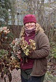 WOLLERTON OLD HALL, SHROPSHIRE: NOVEMBER, FROST, WINTER, HEAD GARDENER CLAIRE TATLER PICKING HYDRANGEA HEADS FOR WREATH MAKING