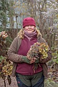 WOLLERTON OLD HALL, SHROPSHIRE: NOVEMBER, FROST, WINTER, HEAD GARDENER CLAIRE TATLER PICKING HYDRANGEA HEADS FOR WREATH MAKING