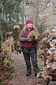 WOLLERTON OLD HALL, SHROPSHIRE: NOVEMBER, FROST, WINTER, HEAD GARDENER CLAIRE TATLER PICKING HYDRANGEA HEADS FOR WREATH MAKING