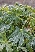 WOLLERTON OLD HALL, SHROPSHIRE: NOVEMBER, FROST, WINTER, LEAVES, FOLIAGE, OF FATSIA JAPONICA, GREEN, EVERGREEN, SHRUBS