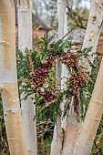 WOLLERTON OLD HALL, SHROPSHIRE: WREATH IN BIRCH TREE, CORNUS SIBERICA, YEW, HYDRANGEA WESTFALEN, CALAMAGROSTIS BRACHYTRICHA, EUONYMUS HAMILTONIANUS CORAL CHIEF