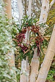 WOLLERTON OLD HALL, SHROPSHIRE: WREATH IN BIRCH TREE, CORNUS SIBERICA, YEW, HYDRANGEA WESTFALEN, CALAMAGROSTIS BRACHYTRICHA, EUONYMUS HAMILTONIANUS CORAL CHIEF