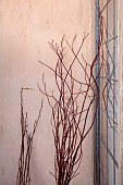 WOLLERTON OLD HALL, SHROPSHIRE: WREATH MAKING BY HEAD GARDENER CLAIRE TATLER, CORNUS SIBERICA STEMS AGAINST WALL