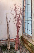 WOLLERTON OLD HALL, SHROPSHIRE: WREATH MAKING BY HEAD GARDENER CLAIRE TATLER, CORNUS SIBERICA STEMS AGAINST WALL