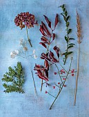 WOLLERTON OLD HALL, SHROPSHIRE: HYDRANGEA WESTFALEN, LUNARIA ANNUA, SARCOCOCCA CONFUSA, YEW, CALAMAGRASTIS BRACHYTRICHA, EUONYMUS HAMILTONIANUS CORAL CHIEF, FLAT LAY