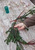 WOLLERTON OLD HALL, SHROPSHIRE: CORNUS SIBERICA WREATH BASE, HEAD GARDENER CLAIRE TATLER ADDING YEW