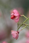 WOLLERTON OLD HALL, SHROPSHIRE: WREATH MAKING, EUONYMUS HAMILTONIANUS CORAL CHIEF