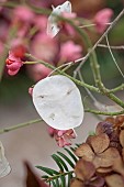 WOLLERTON OLD HALL, SHROPSHIRE: WREATH MAKING, LUNARIA ANNUA, HONESTY SEED PODS
