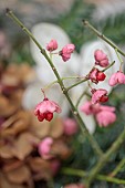 WOLLERTON OLD HALL, SHROPSHIRE: WREATH MAKING, EUONYMUS HAMILTONIANUS CORAL CHIEF