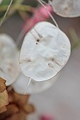 WOLLERTON OLD HALL, SHROPSHIRE: WREATH MAKING, LUNARIA ANNUA, HONESTY SEED PODS