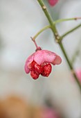 WOLLERTON OLD HALL, SHROPSHIRE: WREATH MAKING, EUONYMUS HAMILTONIANUS CORAL CHIEF
