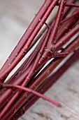 WOLLERTON OLD HALL, SHROPSHIRE: WREATH MAKING, STEMS OF CORNUS SIBERICA