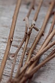 WOLLERTON OLD HALL, SHROPSHIRE: WREATH MAKING, STEMS OF CORYLUS AVELLANA CONTORTA