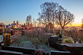 THE LASKETT GARDEN, HEREFORDSHIRE: WINTER, FROST, JANUARY, VIEW TO THE HOUSE FROM THE BELVEDERE, YEW HEDGES, HEDGING, SUNRISE