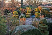 THE LASKETT GARDEN, HEREFORDSHIRE: WINTER, FROST, JANUARY, VIEW OF THE SERPENTINE WALK, KING HOLLIES, CLIPPED TOPIARY YEW, HEDGES, HEDGING, WILD GARDEN
